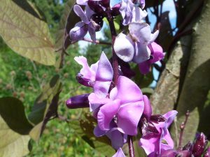 Hyacinth-bean