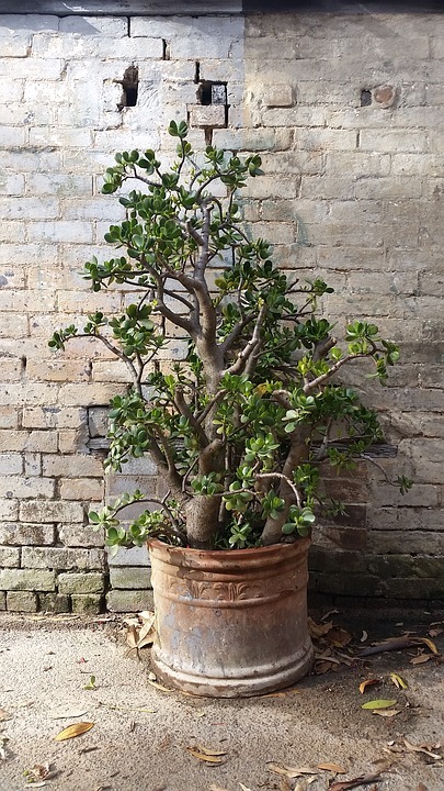 Growing and Caring for Crassula ovata (Money Plant)
