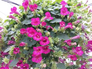 Lofos Plants For Baskets