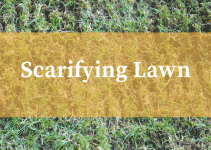 When to Scarify Lawn